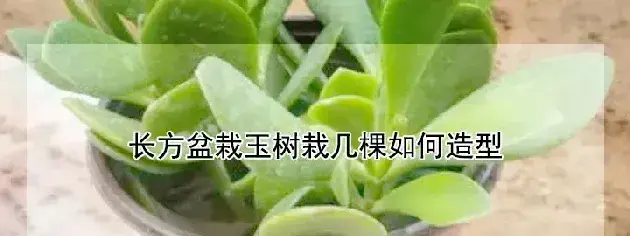 长方盆栽玉树栽几棵如何造型