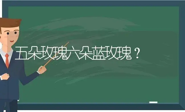 五朵玫瑰六朵蓝玫瑰？ | 绿植常识