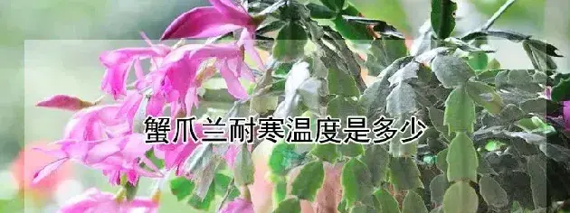 蟹爪兰耐寒温度是多少