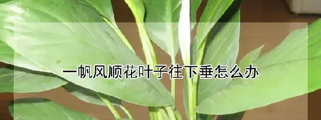 一帆风顺花叶子往下垂怎么办