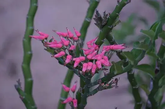 红雀珊瑚花语有哪些？