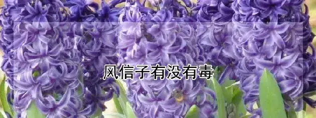 风信子有没有毒