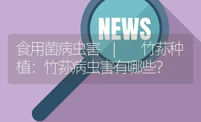 竹荪种植：竹荪病虫害有哪些？ | 菌菇种植