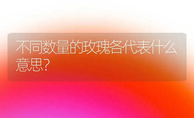 不同数量的玫瑰各代表什么意思？ | 绿植常识