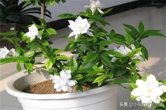 栀子花烂根严重，水培行吗？