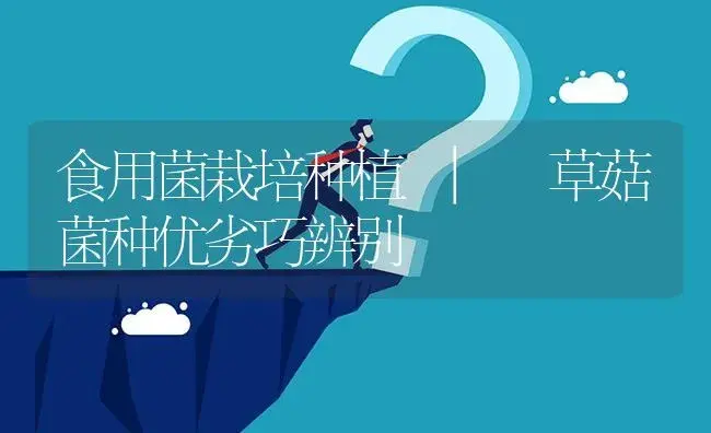 草菇菌种优劣巧辨别 | 菌菇种植