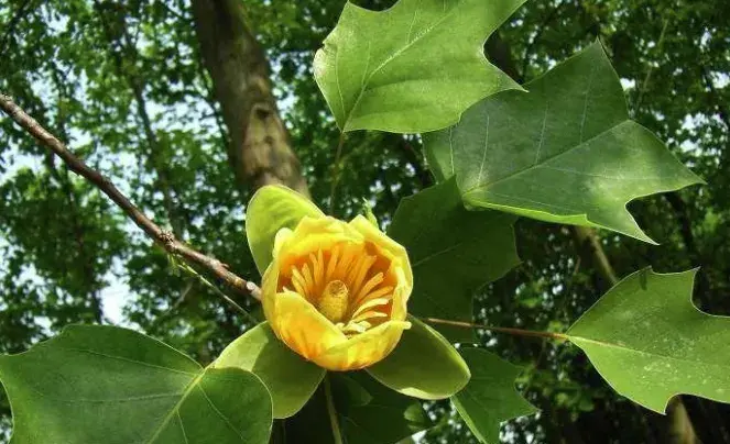 鹅掌楸什么时候开花，鹅掌楸的花语是什么