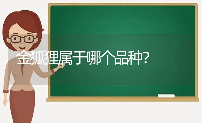 金狐狸属于哪个品种？ | 多肉养殖