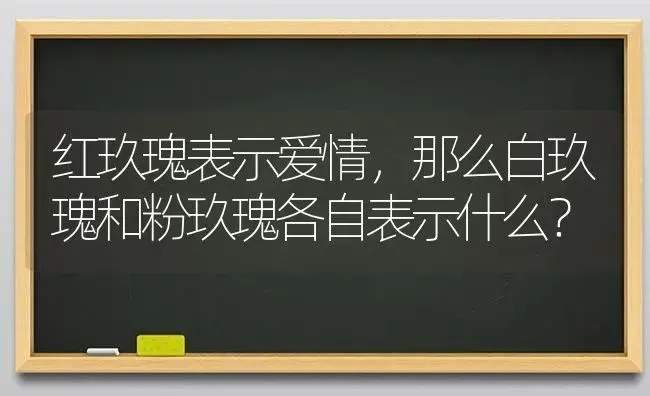 红玖瑰表示爱情，那么白玖瑰和粉玖瑰各自表示什么？ | 绿植常识