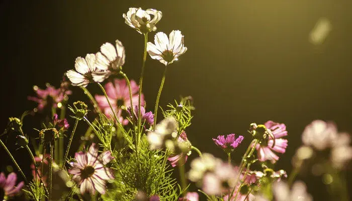 波斯菊花语 波斯菊花花语