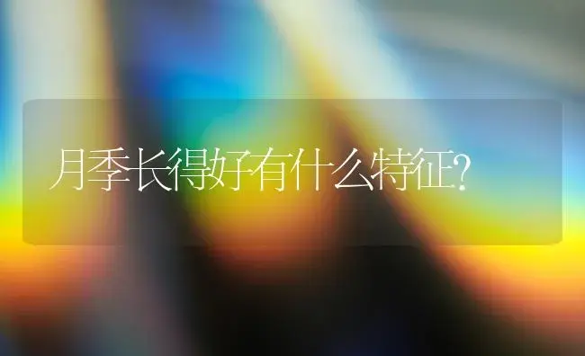 月季长得好有什么特征？ | 绿植常识