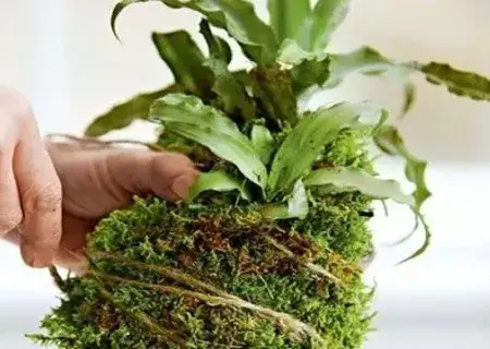 盆景制作 | 苔玉球盆景DIY自制方法图解