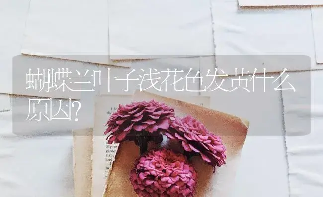 蝴蝶兰叶子浅花色发黄什么原因？ | 绿植常识