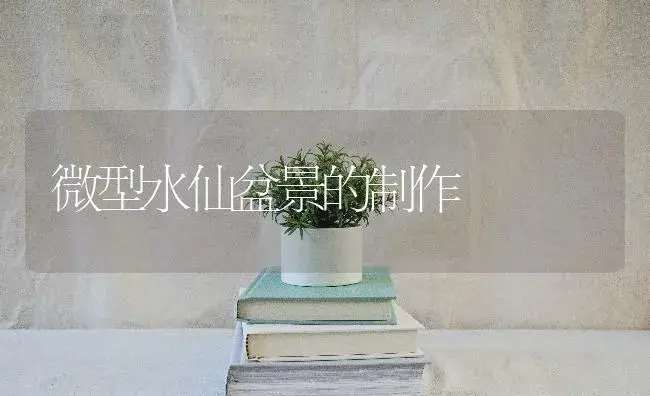 微型水仙盆景的制作 | 特种种植