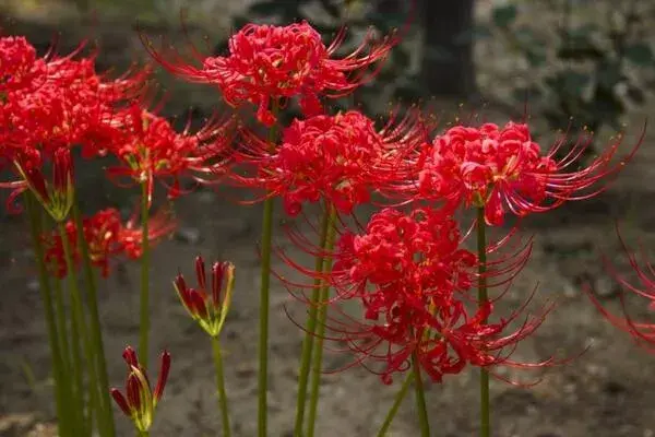 彼岸花的花语是什么，在不同国家有着不同的花语