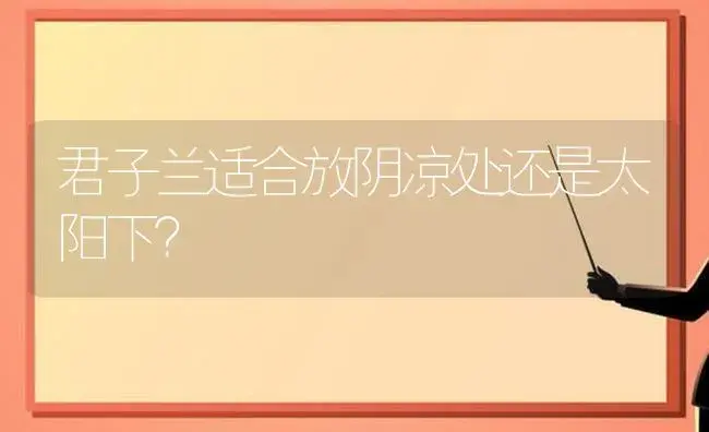 君子兰适合放阴凉处还是太阳下？ | 绿植常识