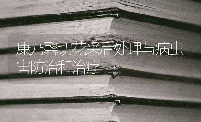 康乃馨切花采后处理与病虫害防治和治疗 | 特种种植