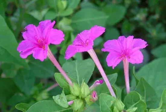 茉莉花花语不同颜色不同花语有哪些？