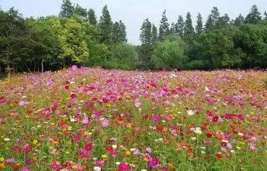 野花组合种子哪里有卖？怎么播种育苗？