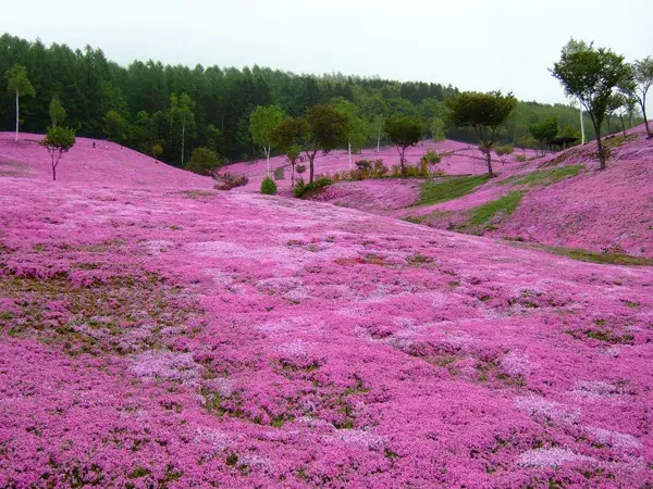 樱花草的花语|樱花草图片欣赏