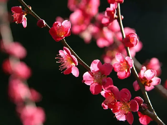 梅花花语和象征意义有哪些？