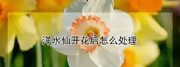 洋水仙开花后怎么处理