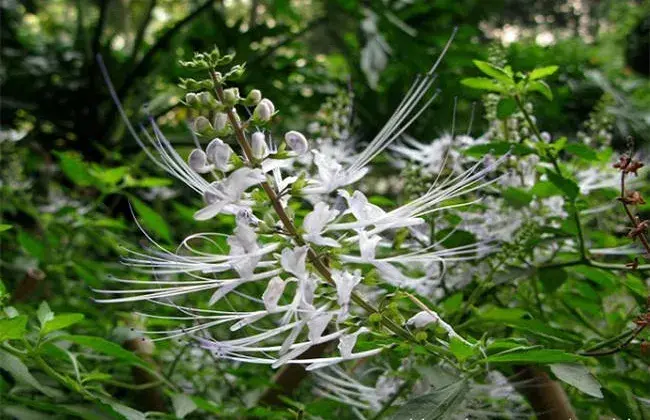 猫须草的养殖措施和堤防事项