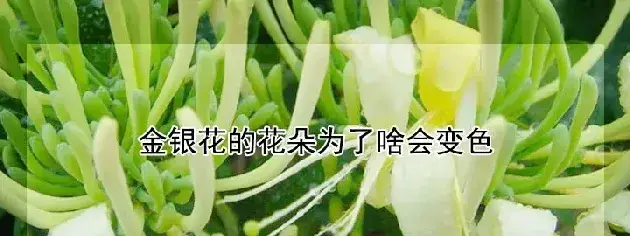 金银花的花朵为了啥会变色