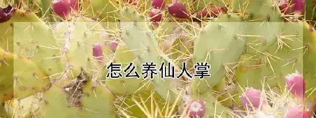 怎么养仙人掌