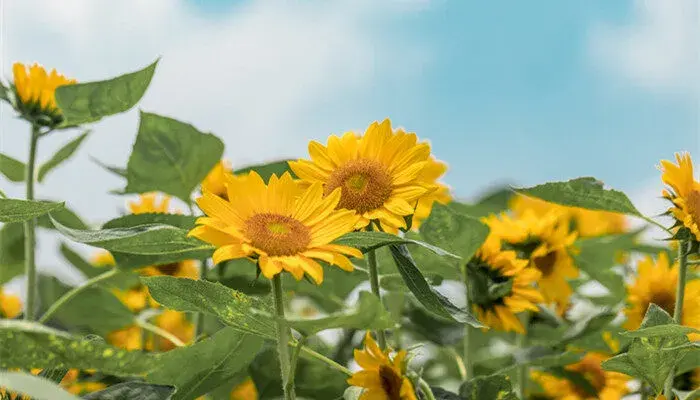 向日葵毕业花束的花语