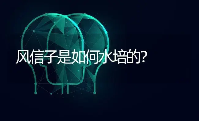 风信子是如何水培的？ | 绿植常识