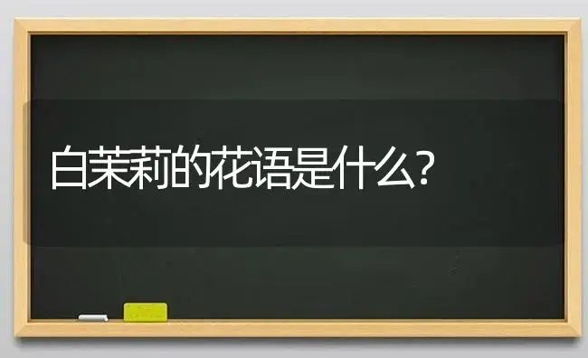 白茉莉的花语是什么？ | 绿植常识