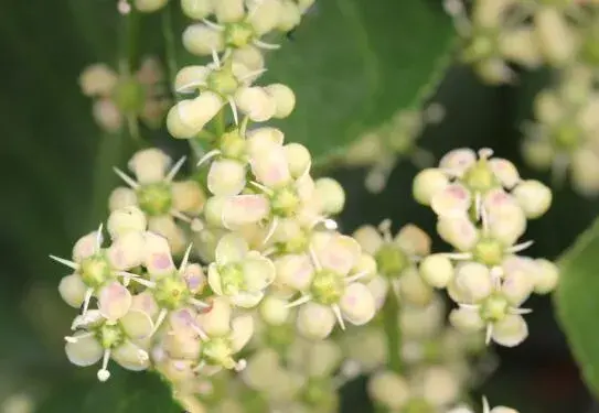 冬青的花语是什么，冬青的传说故事/花语为生命