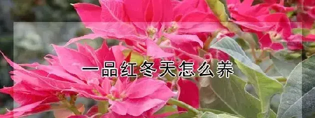 一品红冬天怎么养