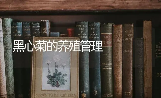 黑心菊的养殖管理 | 特种种植