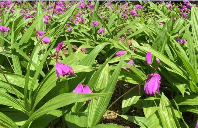 白芨栽培条件