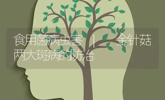 金针菇两大斑病的防治 | 菌菇种植