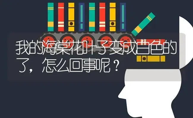 我的海棠花叶子变成白色的了，怎么回事呢？ | 绿植常识