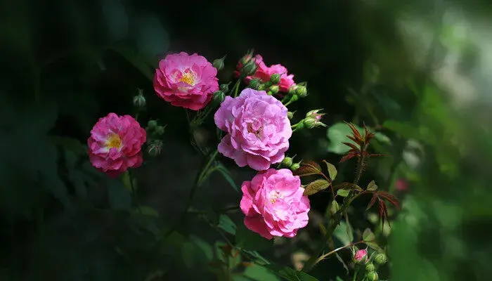 月季花的花语 月季花的花语是什么