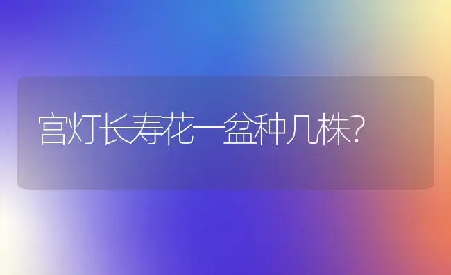 宫灯长寿花一盆种几株？ | 多肉养殖