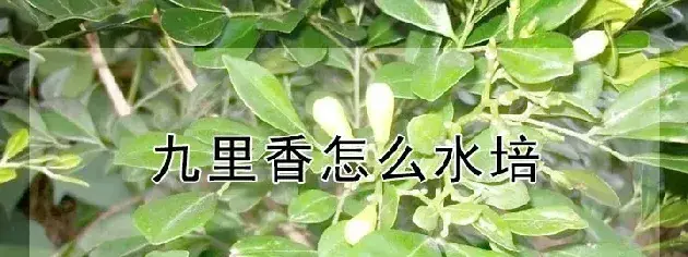 九里香怎么水培