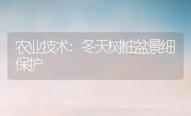 农业技术:冬天树桩盆景细保护 | 家庭养花