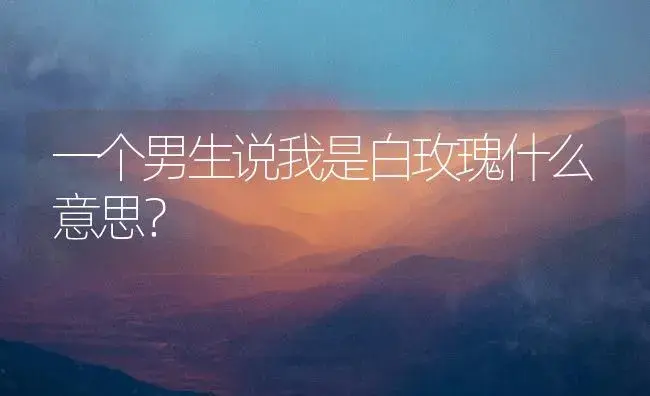 一个男生说我是白玫瑰什么意思？ | 绿植常识