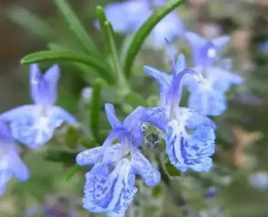 迷迭香花语有哪些？