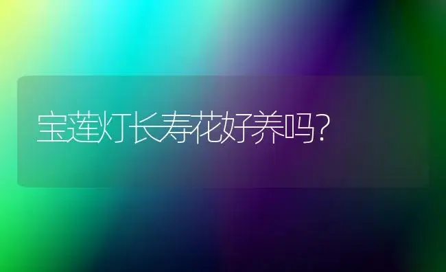 宝莲灯长寿花好养吗？ | 多肉养殖