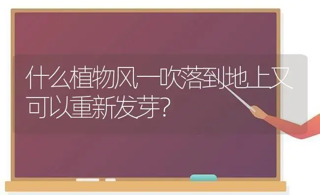 茜之塔锦容易养吗？ | 多肉养殖