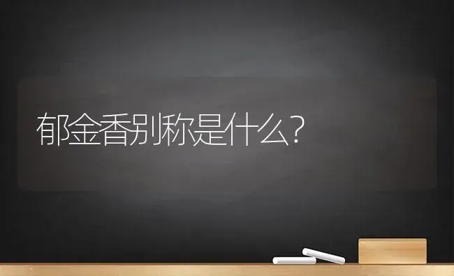 郁金香别称是什么？ | 绿植常识