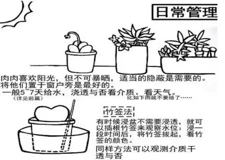 花卉果蔬盆景 | 多肉植物移栽方法图解