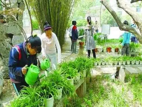 盆栽浇水 | 盆栽吊兰怎么浇水