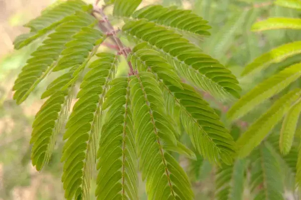 含羞草的花语